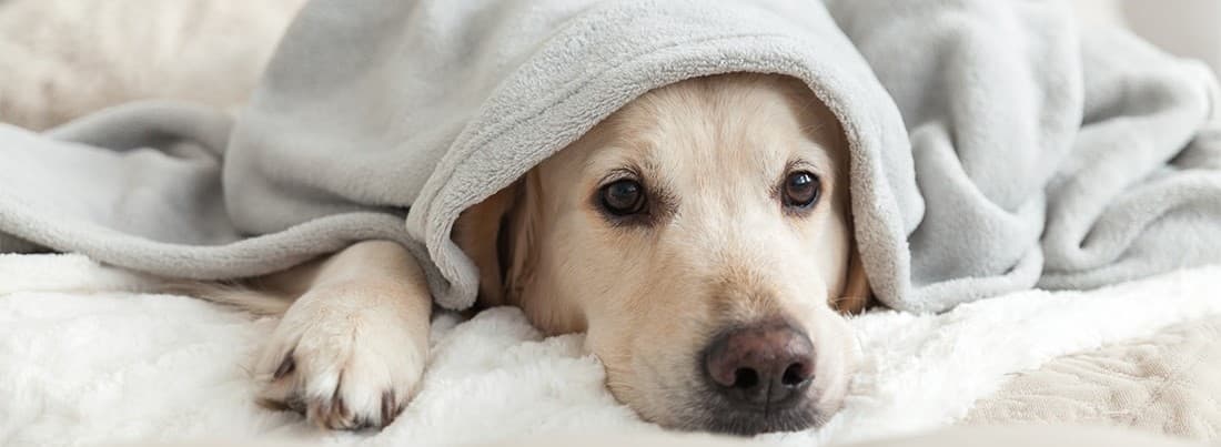 Familia despidiéndose de su mascota con respeto
